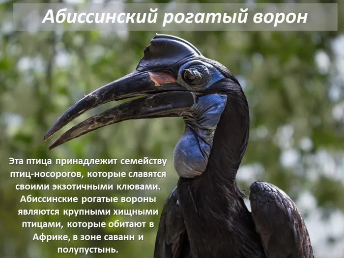 рогатый ворон