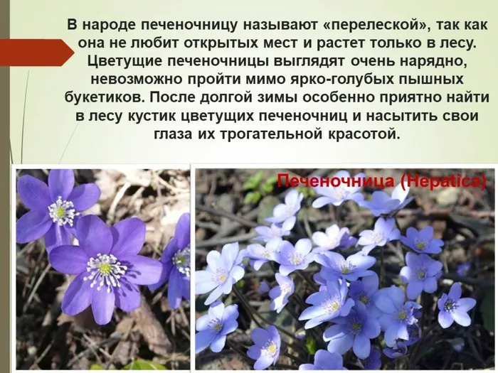 Слайд9печёночница