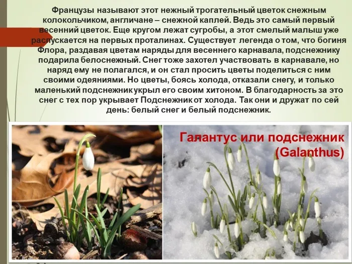 подснежник