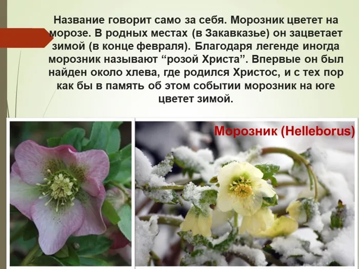 морозник