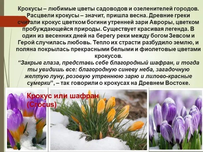 крокус