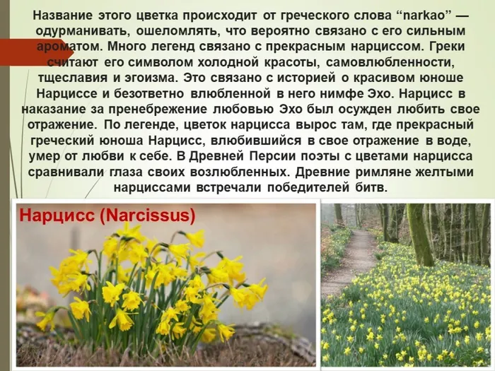 нарцисс