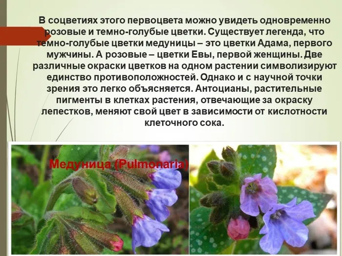 медуница