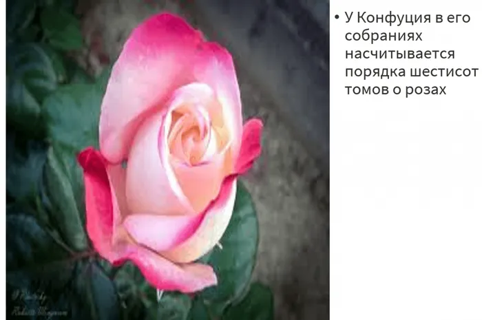 фото розы