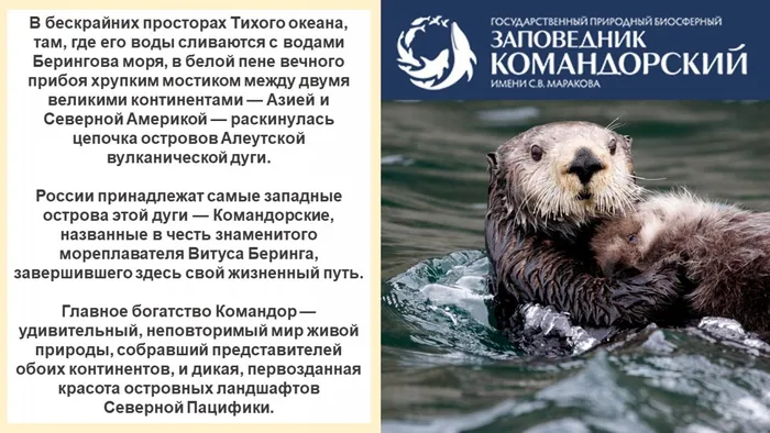 животный мир командорских островов
