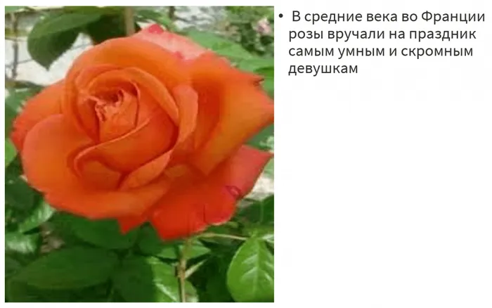 фото розы