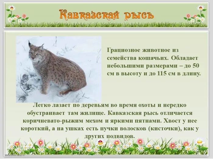 Кавказская  рысь