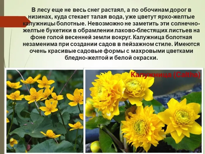 калужница