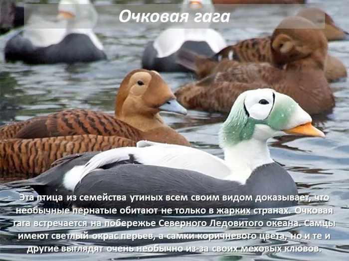 очковая гага