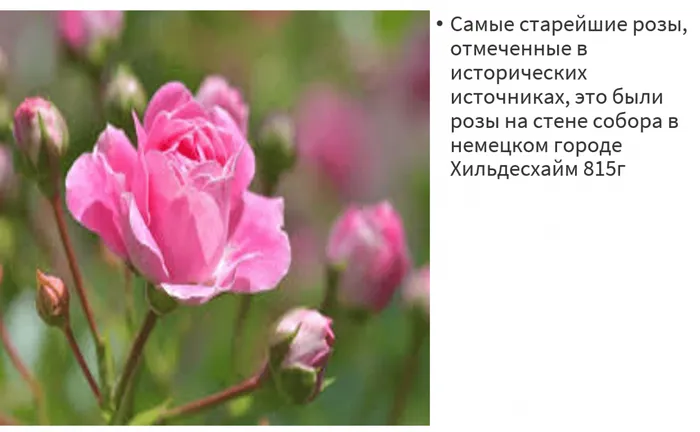 фото розы