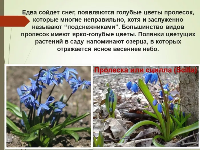 пролеска